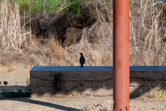 Callipepla californica