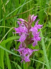 Dactylorhiza praetermissa