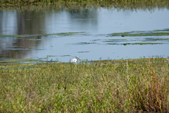 Egretta thula