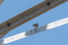 Tyrannus verticalis