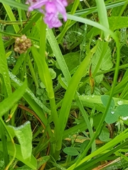 Dactylorhiza praetermissa