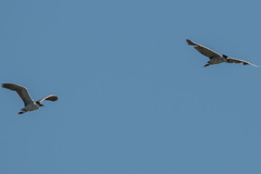 Nycticorax nycticorax