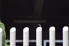 Cynanthus latirostris