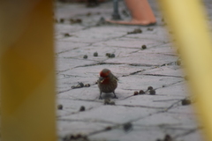 Haemorhous mexicanus