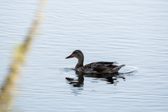 Anas platyrhynchos
