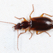 Bordered Harp Ground Beetle - Photo (c) Tom Murray, some rights reserved (CC BY-NC), uploaded by Tom Murray