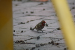 Haemorhous mexicanus