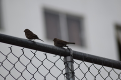 Haemorhous mexicanus