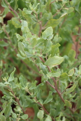 Atriplex pentandra