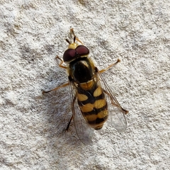 Eupeodes corollae