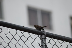 Haemorhous mexicanus