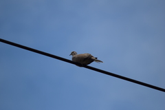 Streptopelia decaocto