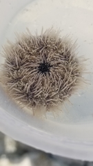 Tripneustes ventricosus