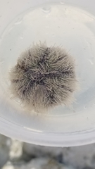 Tripneustes ventricosus