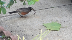 Turdus migratorius