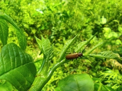 Anaesthetis testacea