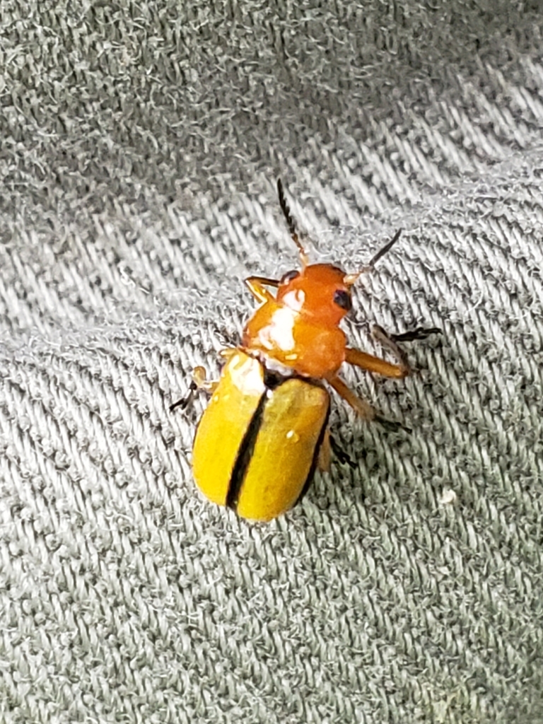 Clay-colored Leaf Beetle