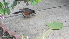 Turdus migratorius