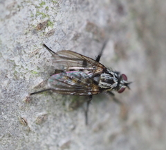 Eustalomyia festiva