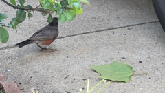 Turdus migratorius