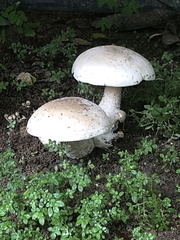 Macrocybe
