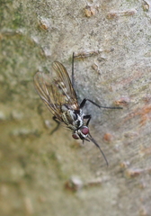 Eustalomyia festiva