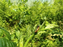 Anaesthetis testacea