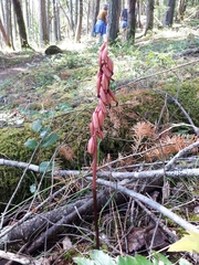 Corallorhiza striata