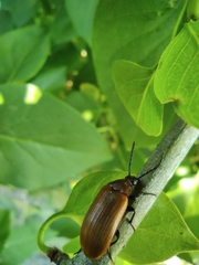 Pseudocistela ceramboides