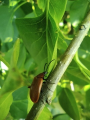 Pseudocistela ceramboides