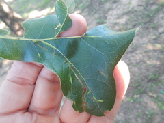 Macrodiplosis qoruca