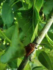 Pseudocistela ceramboides