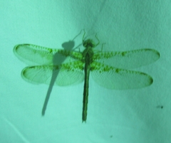 Neurocordulia xanthosoma