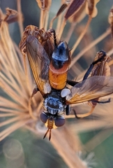 Cylindromyia rufifrons