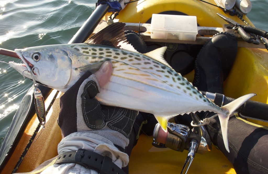 Watson's Bonito