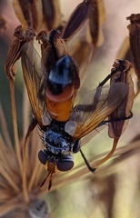 Cylindromyia rufifrons