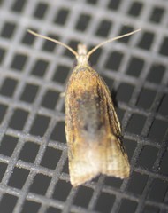 Platynota flavedana