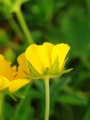 Potentilla aurea