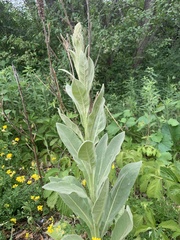 Verbascum thapsus