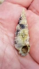 Cerithium eburneum