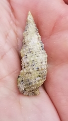Cerithium eburneum