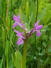 Dactylorhiza traunsteinerioides