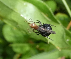 Hypognatha