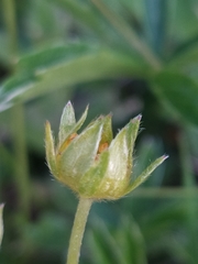 Potentilla aurea