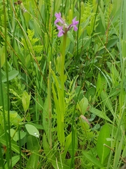 Dactylorhiza traunsteinerioides