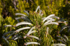 Erica thomae thomae