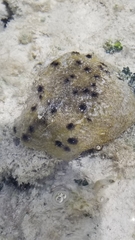 Ircinia felix