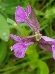 Dactylorhiza traunsteinerioides