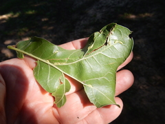 Macrodiplosis qoruca