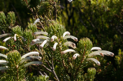 Erica thomae thomae